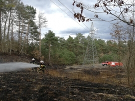 Zerwana linia energetyczna przyczyną pożaru lasu w Starym Kurowie