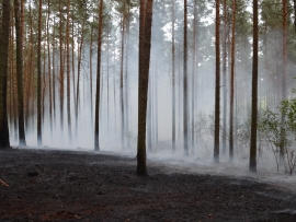 Pożar w Parku Piastowskim w Zielonej Górze 