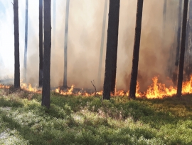 Rudna: Pożar ścioły w lesie. Dym mocno utrudniał widoczność