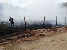 Pożar młodnika w Nietkowicach. W akcji strażacy z dwóch powiatów