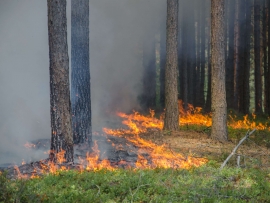 Pożar lasu w Parku Piastowskim w Zielonej Górze