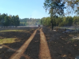 Ogromny pożar traw pod Gubinem. Ogień rozprzestrzenił się także do lasu. W akcji samolot gaśniczy