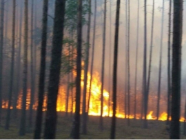 Pożar lasu w pobliżu Rzeczycy. Spłonęły około 2 hektary leśnej ścioły i młodnika
