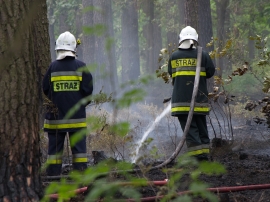 Duży pożar lasu w Nadleśnictwie Węgliniec. Akcję wspomagał samolot gaśniczy z lubuskiego