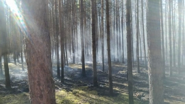 Poranny pożar lasu w Gronowie. W akcji 9 zastępów straży pożarnej!