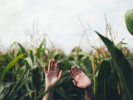 Nielegalnie zatrudnieni Ukraińcy próbowali ukryć się w polu kukurydzy