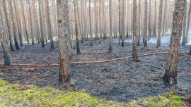 Pożar lasu w Zielonej Górze. Spłonęło kilka arów leśnej ścioły