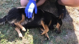 Świdnica: Potrącony pies czołgał się po drodze. Bohaterska postawa mieszkańców