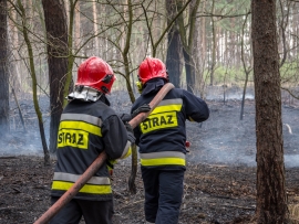 Pożar lasu i młodnika w Zielonej Górze. W akcji 3 zastępy straży pożarnej