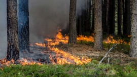 Duży pożar lasu koło Gorzowa. Podpalacz podłożył ogień już osiem razy