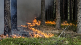 Płoną lasy i suche trawy w Lubuskiem. Strażacy mają pełne ręce roboty