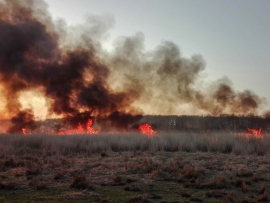 Pożar traw w Nietkowie pod Zieloną Górą. Podpalacze działają tu na potęgę