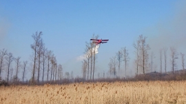 Pożar lasu pod Sulechowem. W akcji samolot gaśniczy