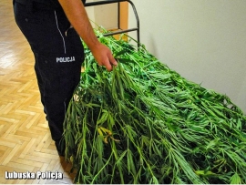 11 podejrzanych, 5 plantacji, kilkanaście kg narkotyków – policjanci w walce z narkobiznesem