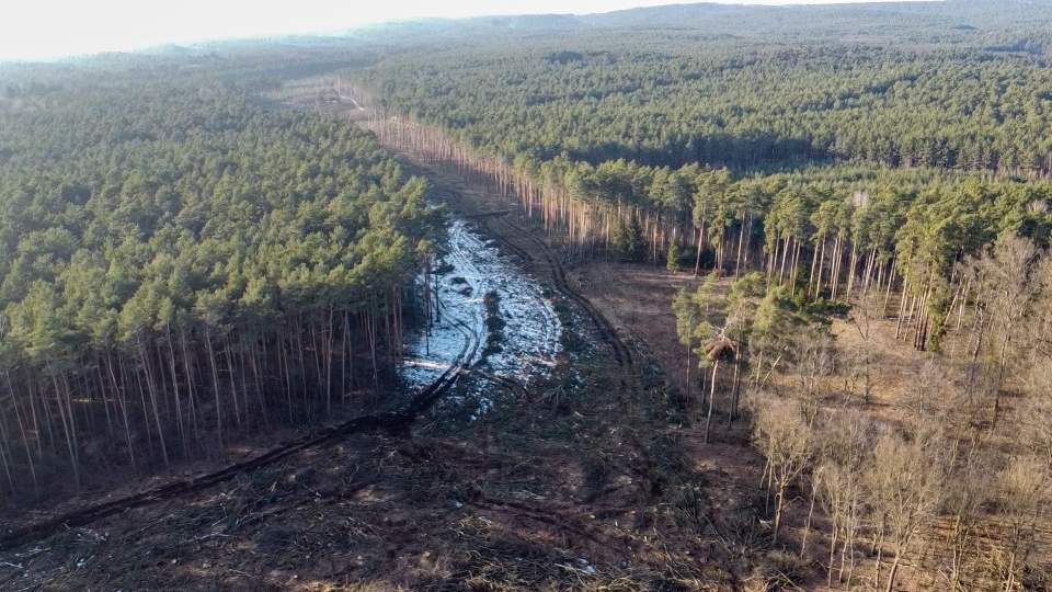 Znikają hektary lasów pod budowę południowej obwodnicy Zielonej Góry wartej blisko 130 mln złotych!