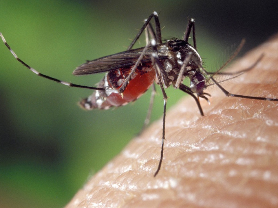 Pierwsze opryski przeciwko meszkom i komarom