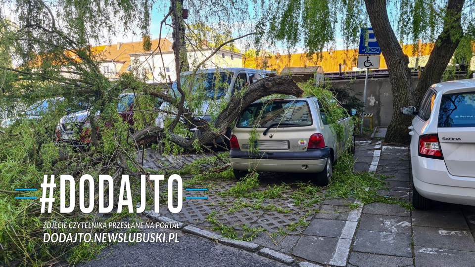 Duży konar drzewa spadł na zaparkowany samochód w Zielonej Górze!