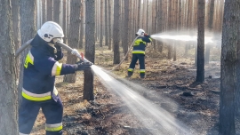 Pożar lasu w Buchałowie pod Zieloną Górą. Wezwano samolot gaśniczy