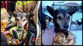 Strażacy uratowali psa, który utknął na środku stawu