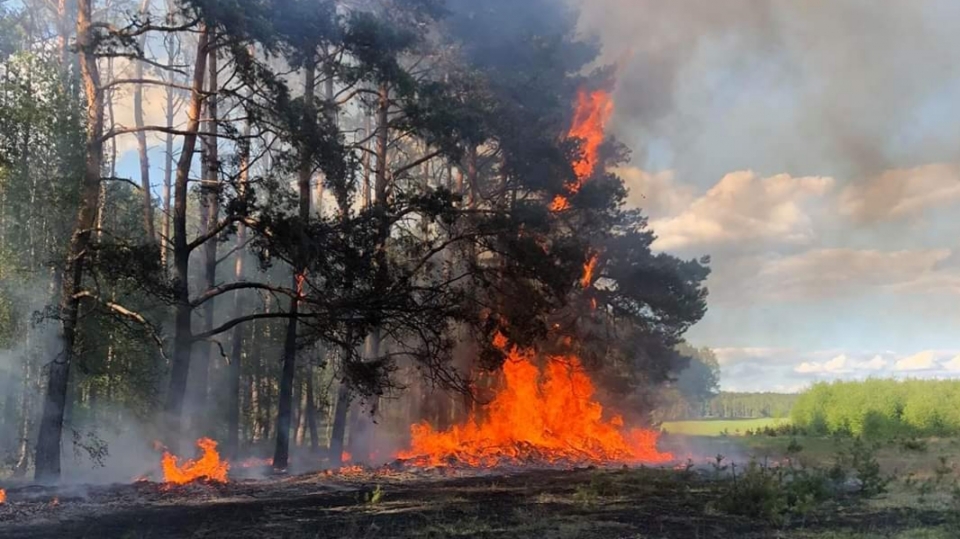 Groźny pożar lasu w Dobrosułowie pod Krosnem Odrzańskim!