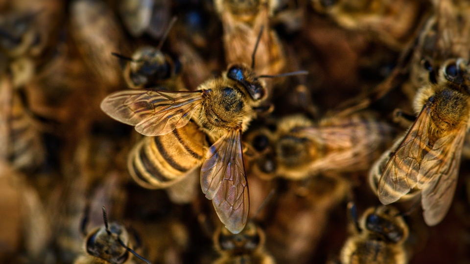 Zauważyłeś rój pszczół uwiązany na drzewie lub krzaku? Zadzwoń do pszczelarza!