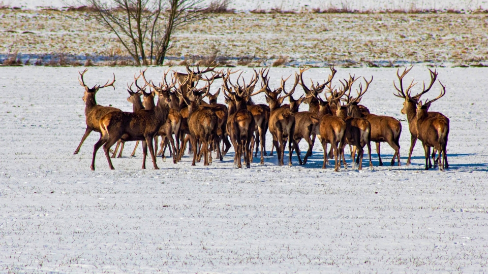 Niesamowity widok! Stado jeleni na polu pod Łagowem! (ZDJĘCIA)