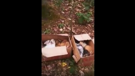 Kaczenice: Ktoś porzucił 29 królików w kartonach pośrodku lasu!